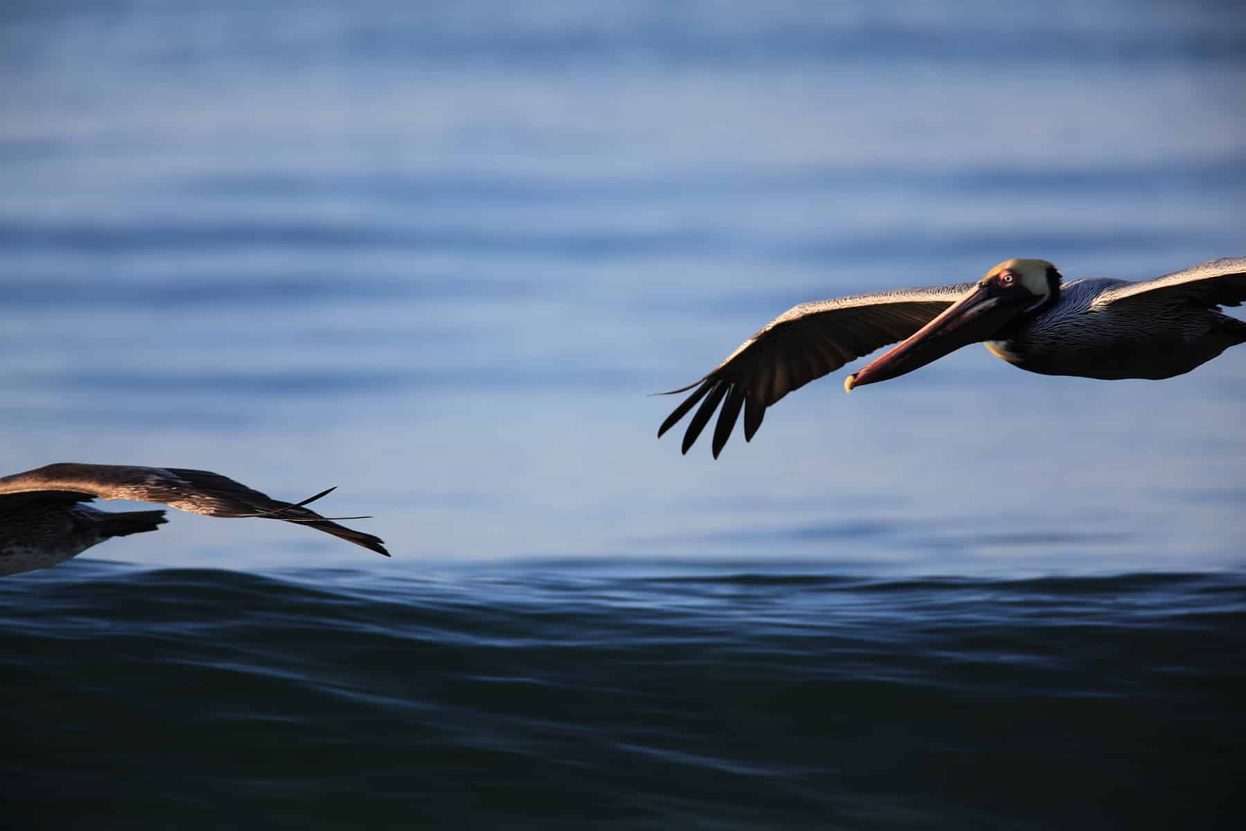 Brown Pelicans Surfing the Waves