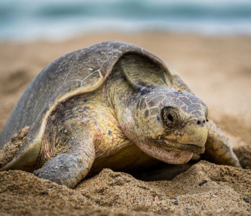 sea turtle - Playa Viva founded La Tortuga Viva in 2010 to protect turtles from predators and poachers alike.