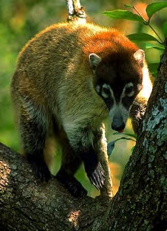 coati