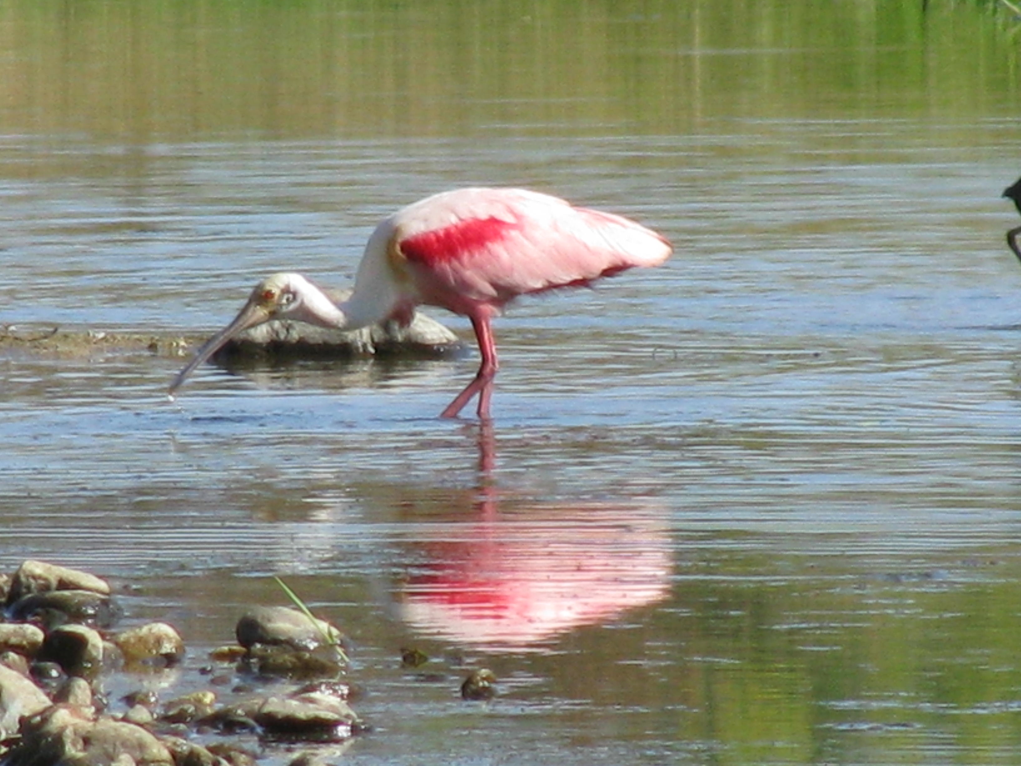 Roseate Spoonbill