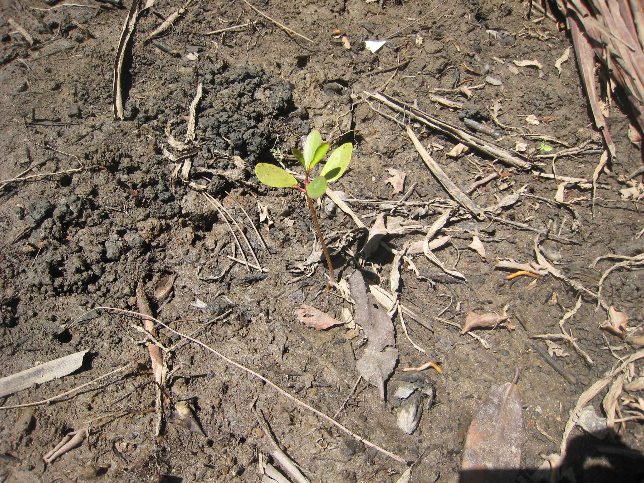 Mangrove Germinating on Shores of Estuary at Playa Viva