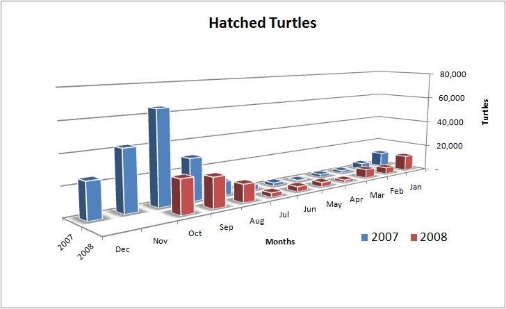 Turtles Released at La Tortuga Felize, Playa Viva, Guerro, Mexico 2007/2008